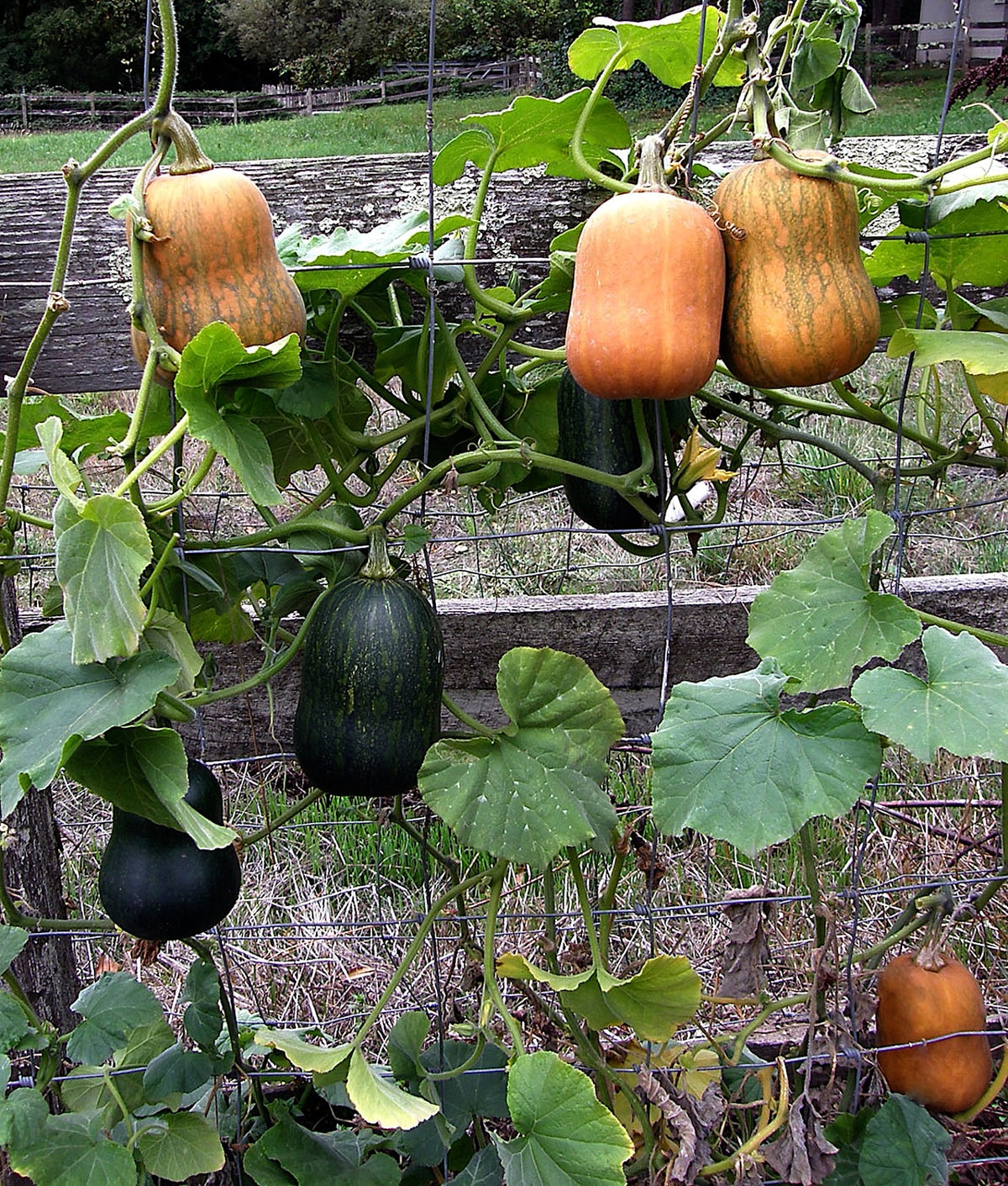 Baby Butternut Squash - Climbing Honey Nut Organic