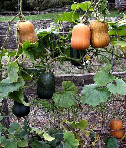 Baby Butternut Squash - Climbing Honey Nut Organic