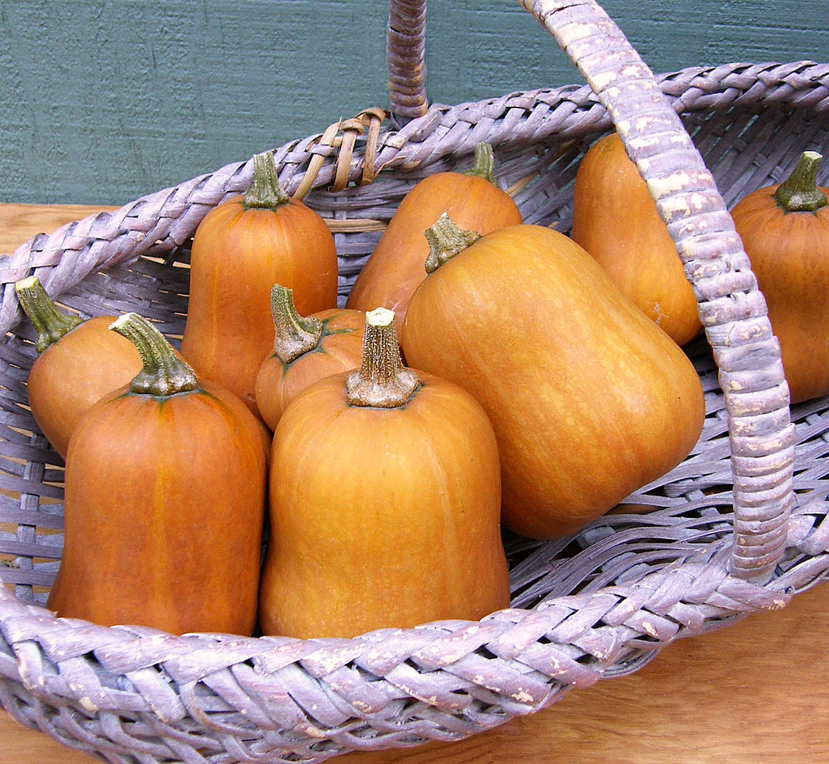 Baby Butternut Squash - Climbing Honey Nut Organic