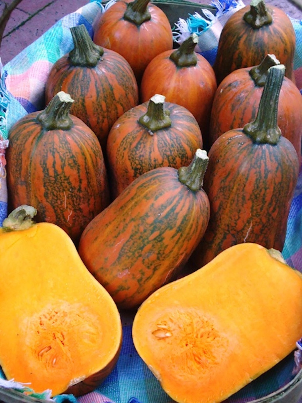 Baby Butternut Squash - Climbing Honey Nut Organic