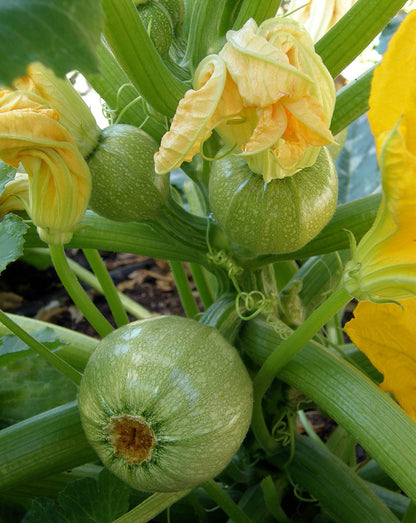 Heirloom French Zucchini - Ronde de Nice Organic
