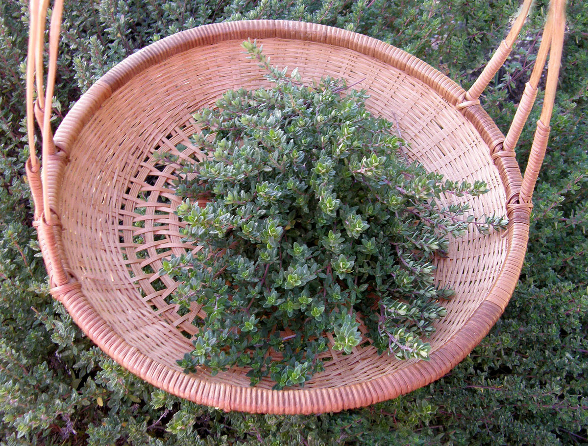 Heirloom - English Thyme Organic
