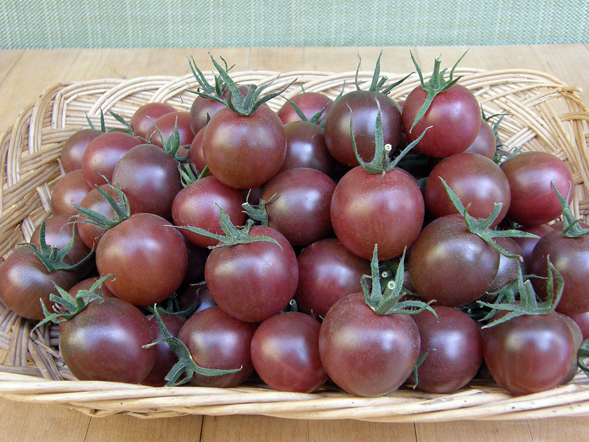 Heirloom Tomato - Black Cherry Organic