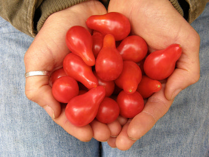 Heirloom Cherry Tomato - Little Red Pear Organic