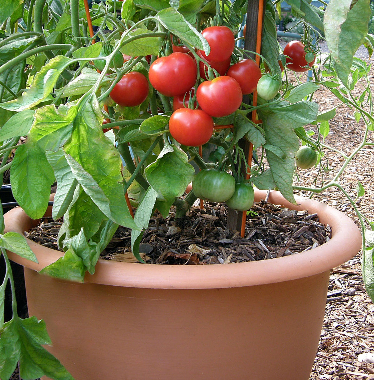 Early/Container Tomato - Heirloom Stupice Organic