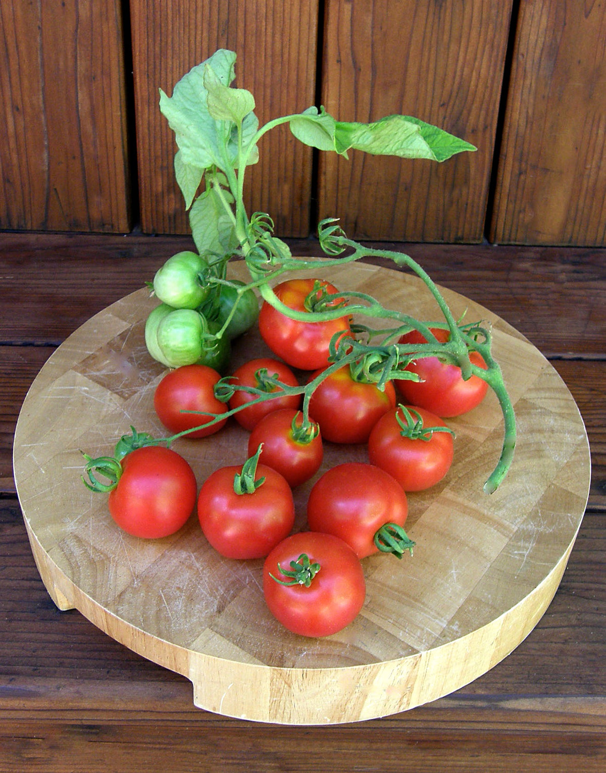 Early/Container Tomato - Heirloom Stupice Organic