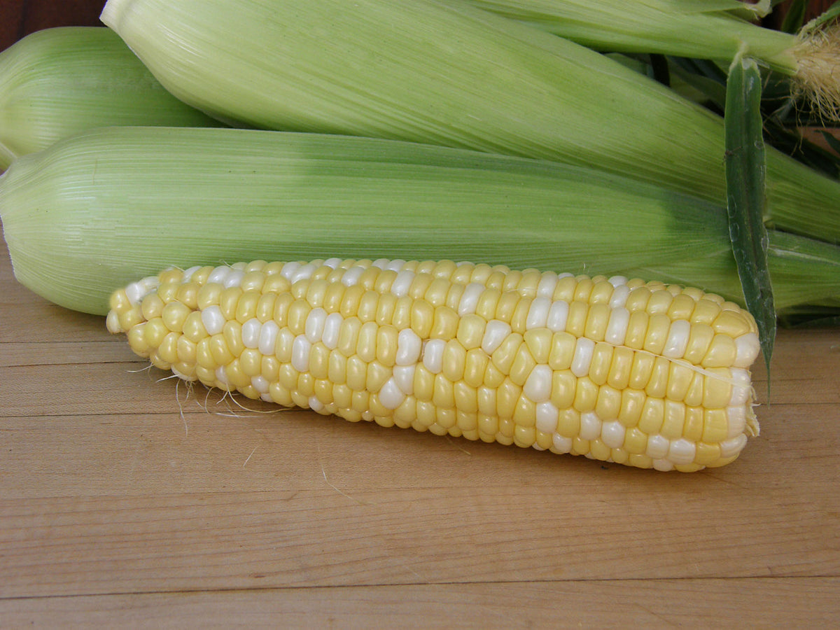 Bicolor Corn - Who Gets Kissed