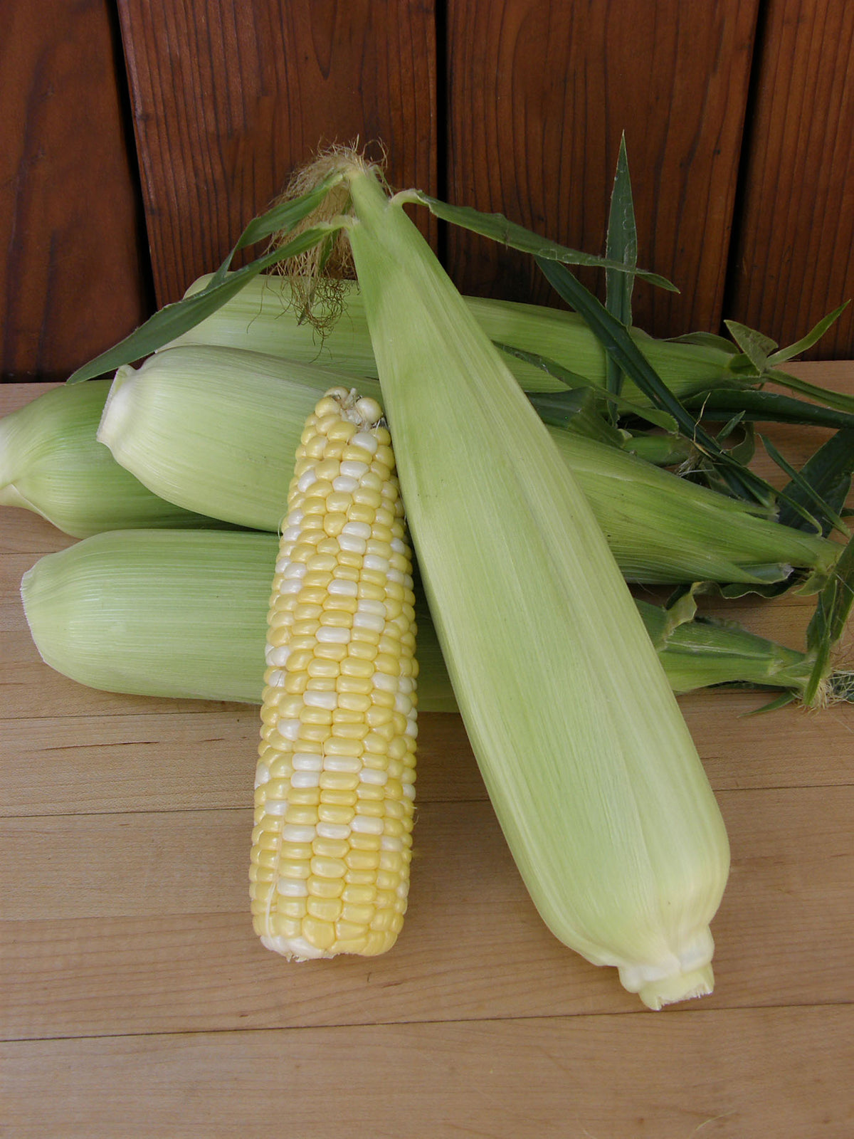 Bicolor Corn - Who Gets Kissed