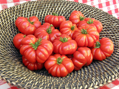 Italian Heirloom Tomato - Costoluto Genovese Organic
