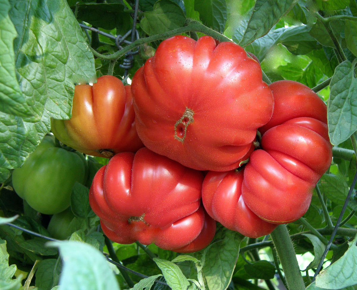 Italian Heirloom Tomato - Costoluto Genovese Organic
