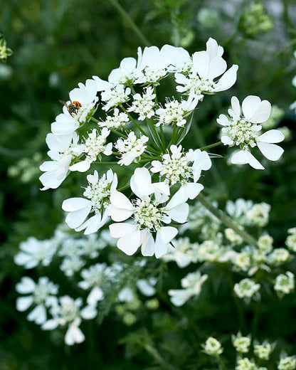 Pollinator Flowers - White Lace Orlaya