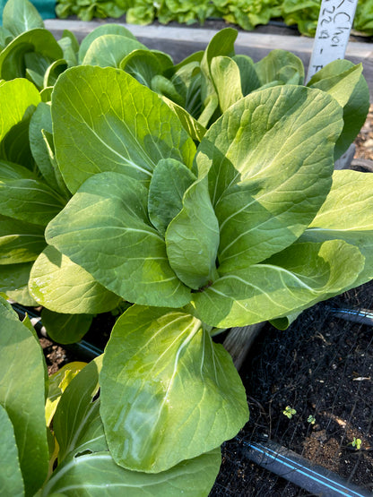 Baby Pak Choi - Green Fortune