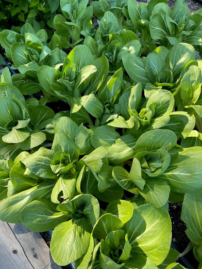Baby Pak Choi - Green Fortune