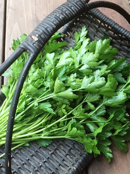 Kitchen Herbs - Italian “Gigante” Parsley