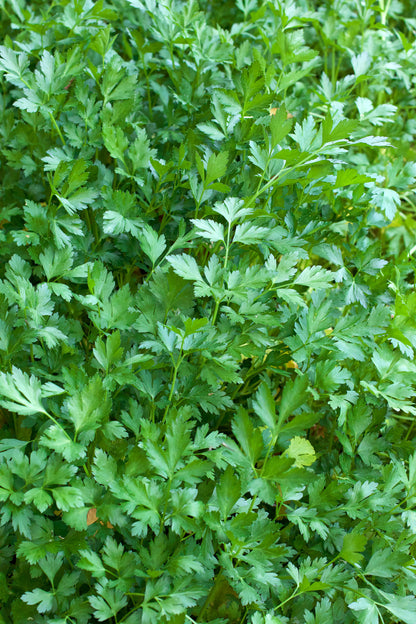 Kitchen Herbs - Italian “Gigante” Parsley