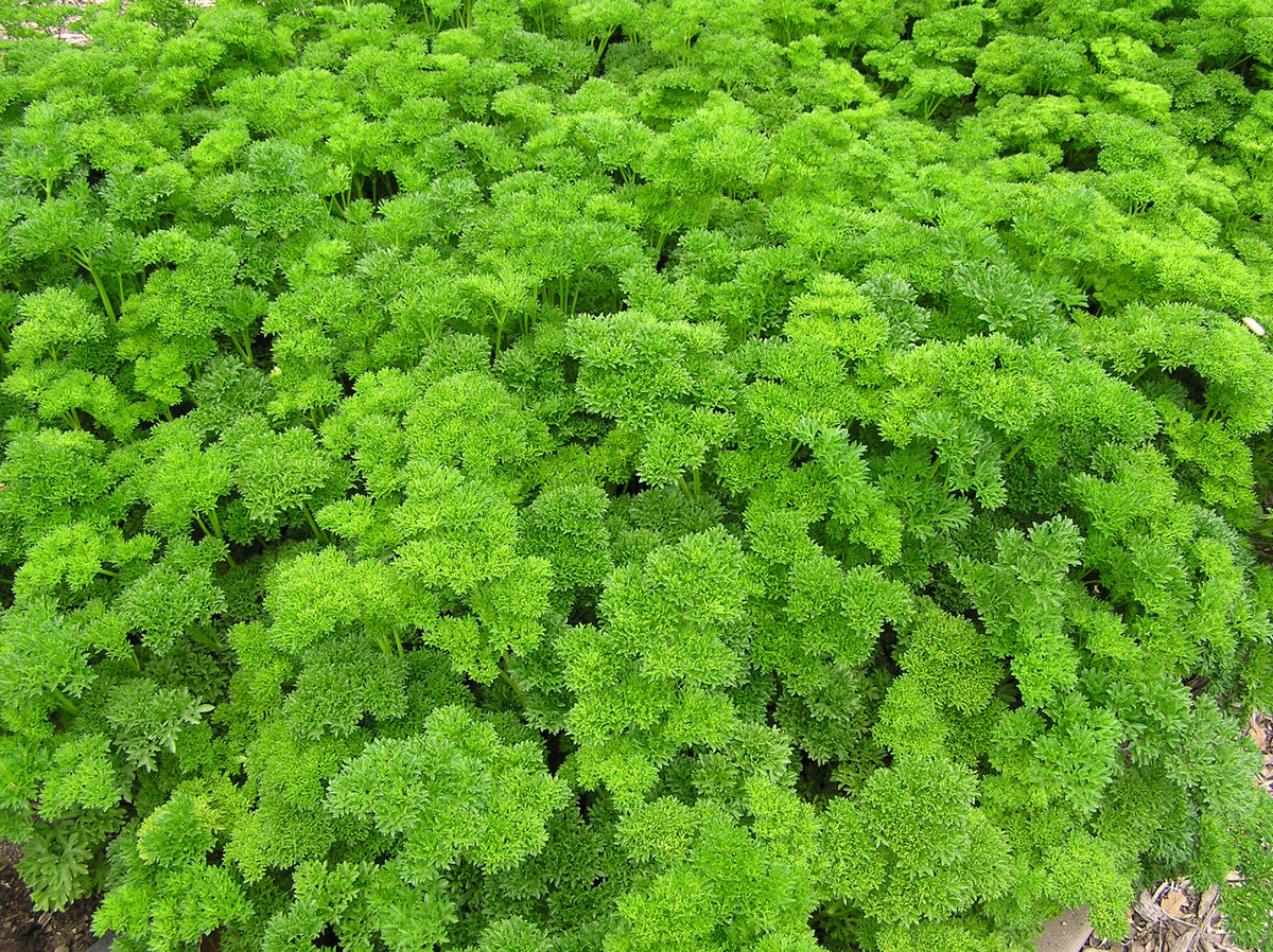 Kitchen Herbs - Sweet Curly Parsley
