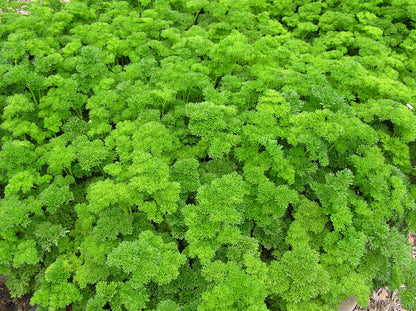 Kitchen Herbs - Sweet Curly Parsley