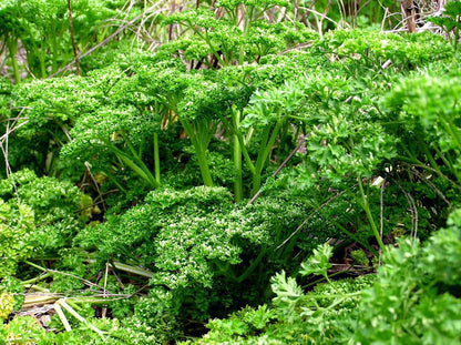 Kitchen Herbs - Sweet Curly Parsley