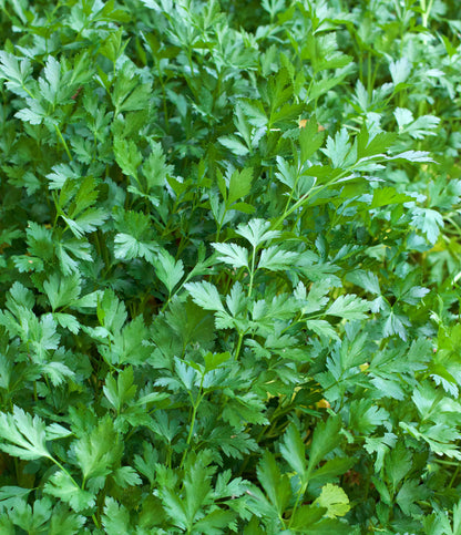 Easy To Grow - The Container Herb Garden