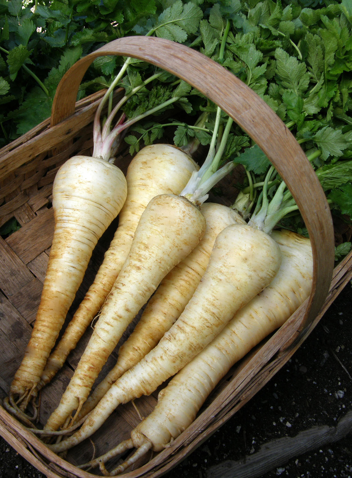 English Parsnips - Savour