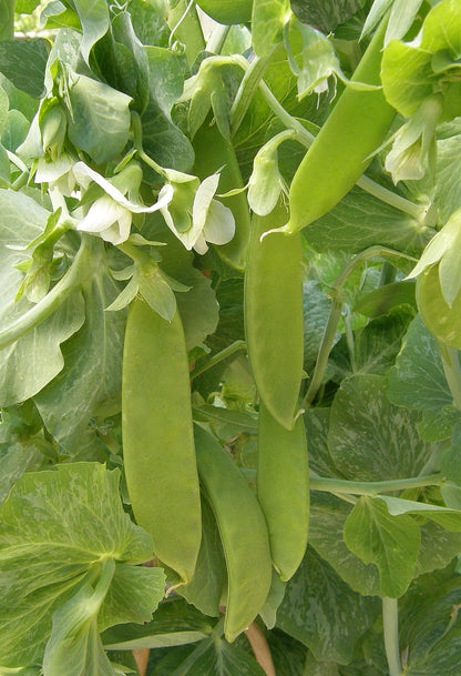 Edible Pod Snow Peas - Oregon Giant