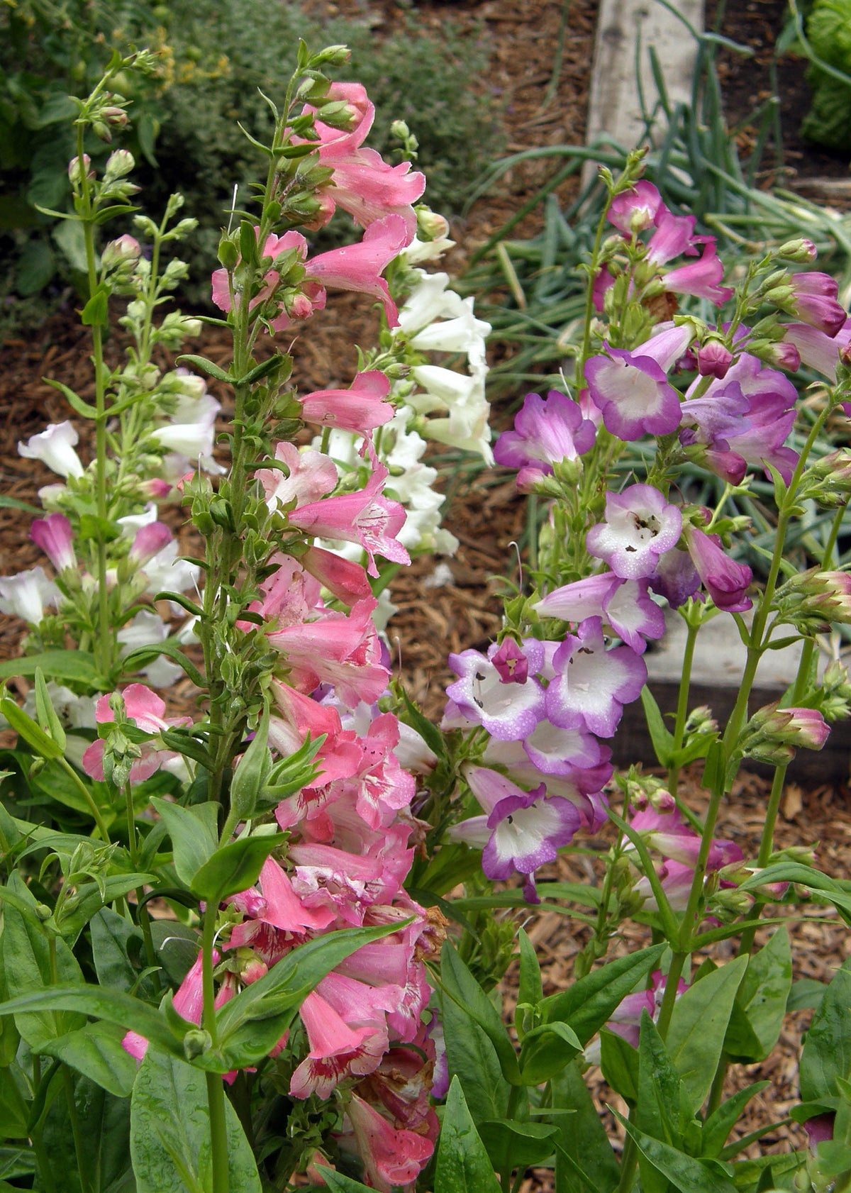 Hummingbird Penstemon - Wedding Bells