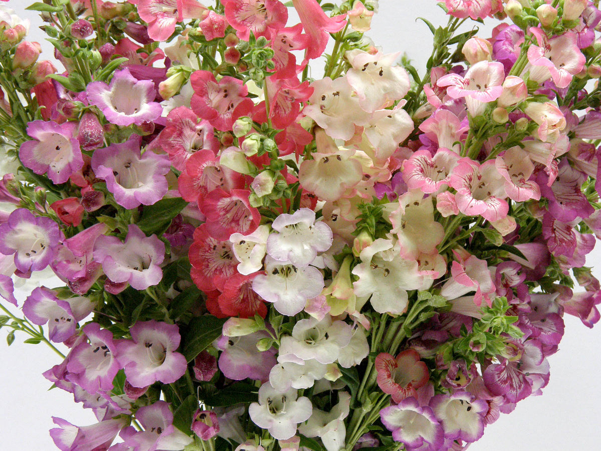 Hummingbird Penstemon - Wedding Bells
