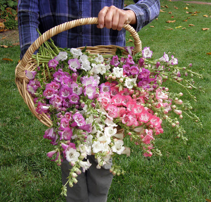 Hummingbird Penstemon - Wedding Bells