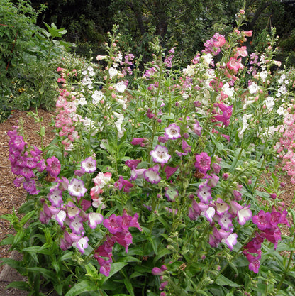 Hummingbird Penstemon - Wedding Bells