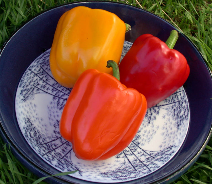 Jewel-Toned Bell Peppers - Crimson, Gold & Orange