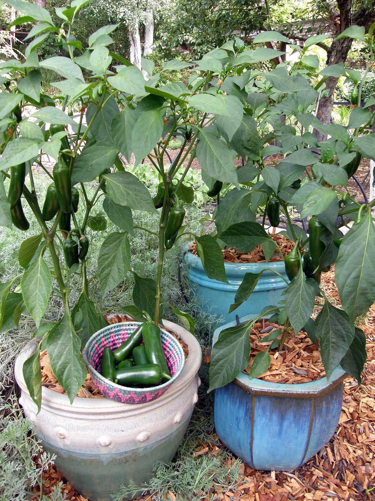 Container Chile Peppers - Early Flame Jalapeños