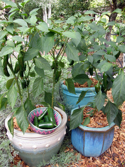 Container Chile Peppers - Early Flame Jalapeños