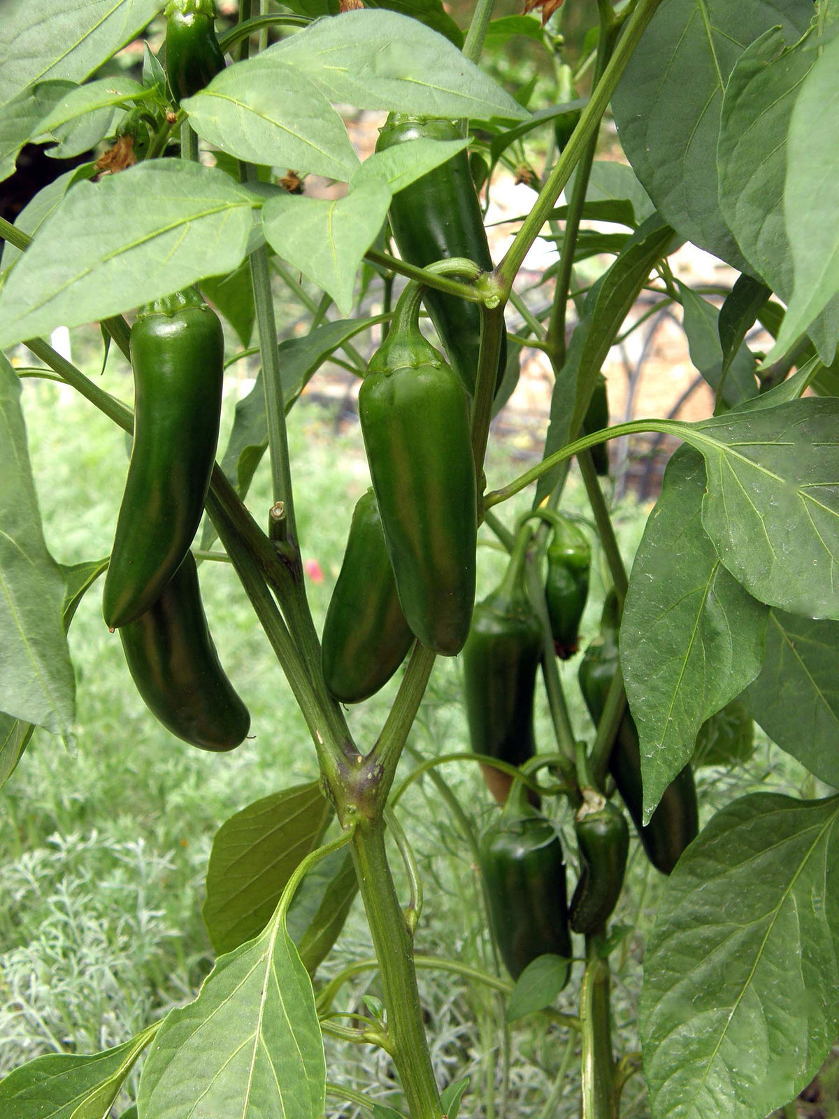 Container Chile Peppers - Early Flame Jalapeños