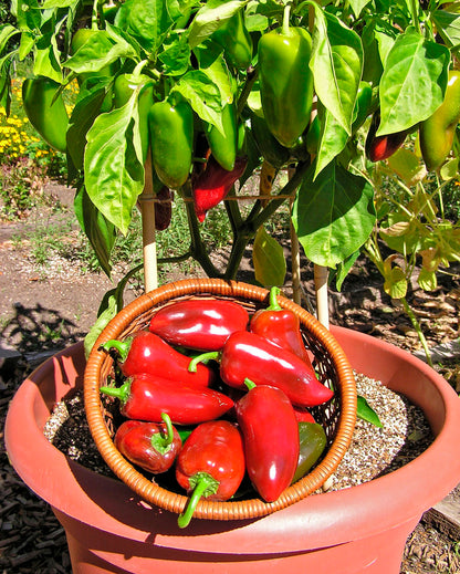 Container Sweet Pepper - Pizza My Heart