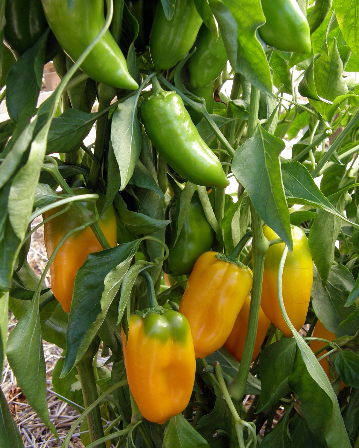 Mini Snack/Salad Peppers - Baby Belle