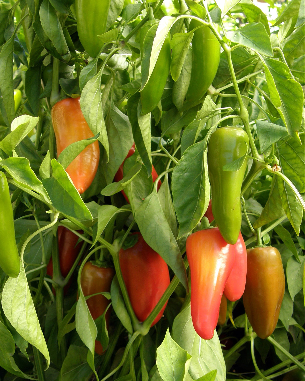 Mini Snack/Salad Peppers - Baby Belle