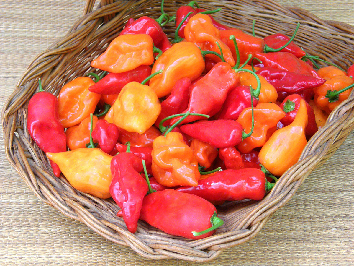 Mild Habanero Chiles - Orange & Red Suave