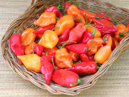 Mild Habanero Chiles - Orange & Red Suave