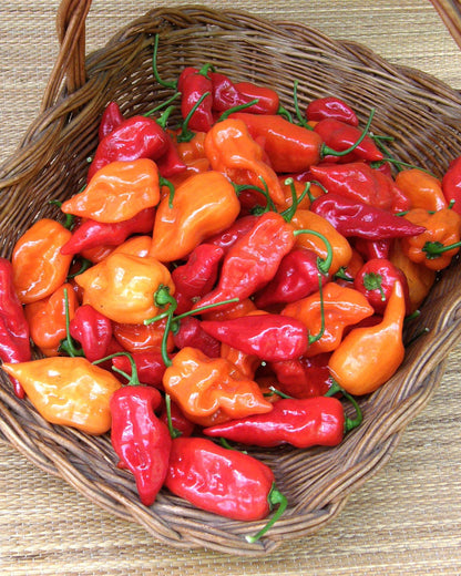 Mild Habanero Chiles - Orange & Red Suave