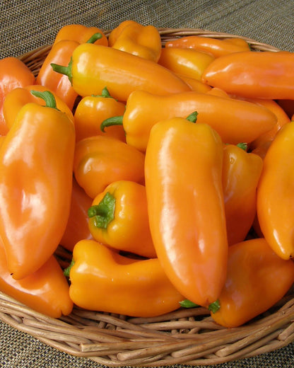 Baby Snack Peppers - Yummy Belles