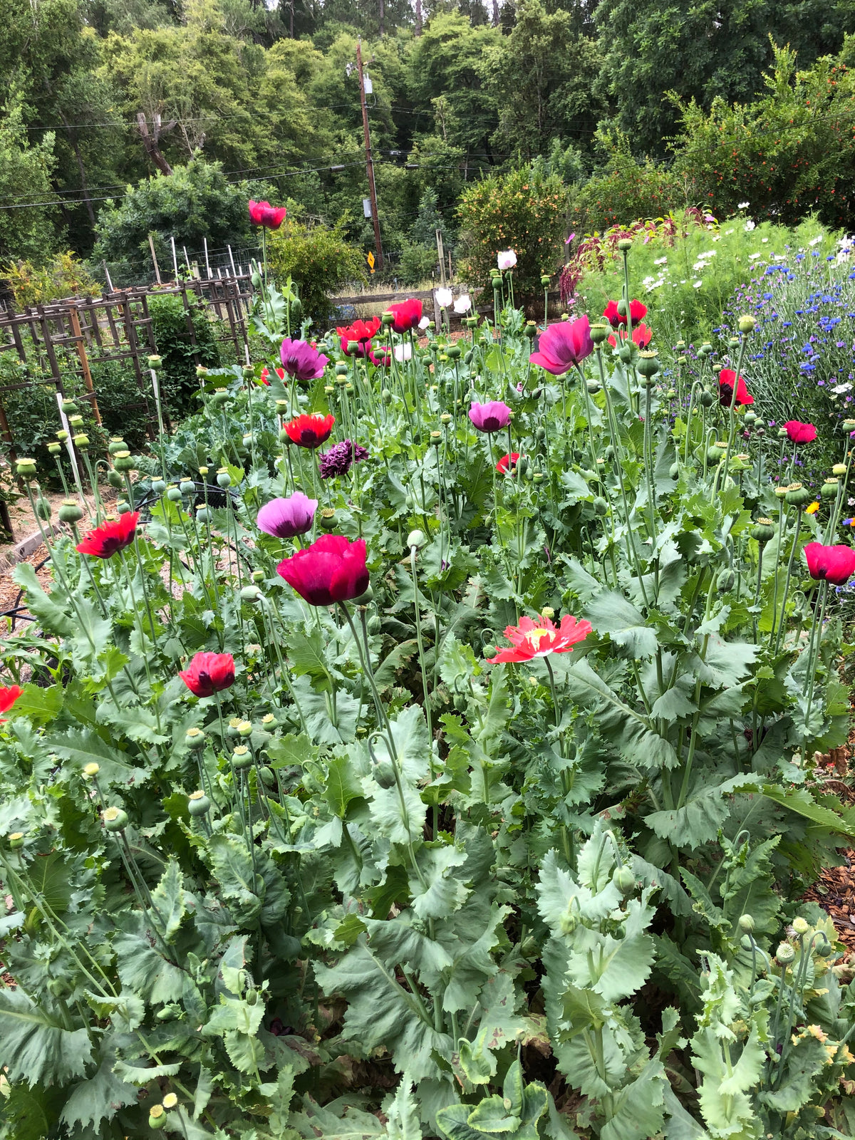 Heirloom Poppies - Pepperbox Breadseed