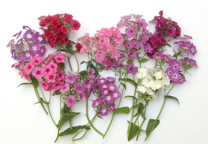 Butterfly Phlox - Dutch Tapestry