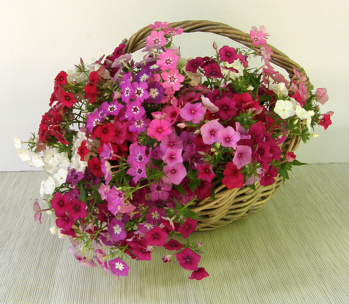 Butterfly Phlox - Dutch Tapestry