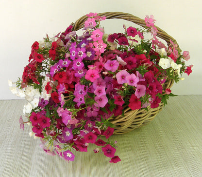 Butterfly Phlox - Dutch Tapestry