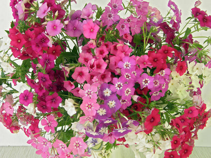 Butterfly Phlox - Dutch Tapestry
