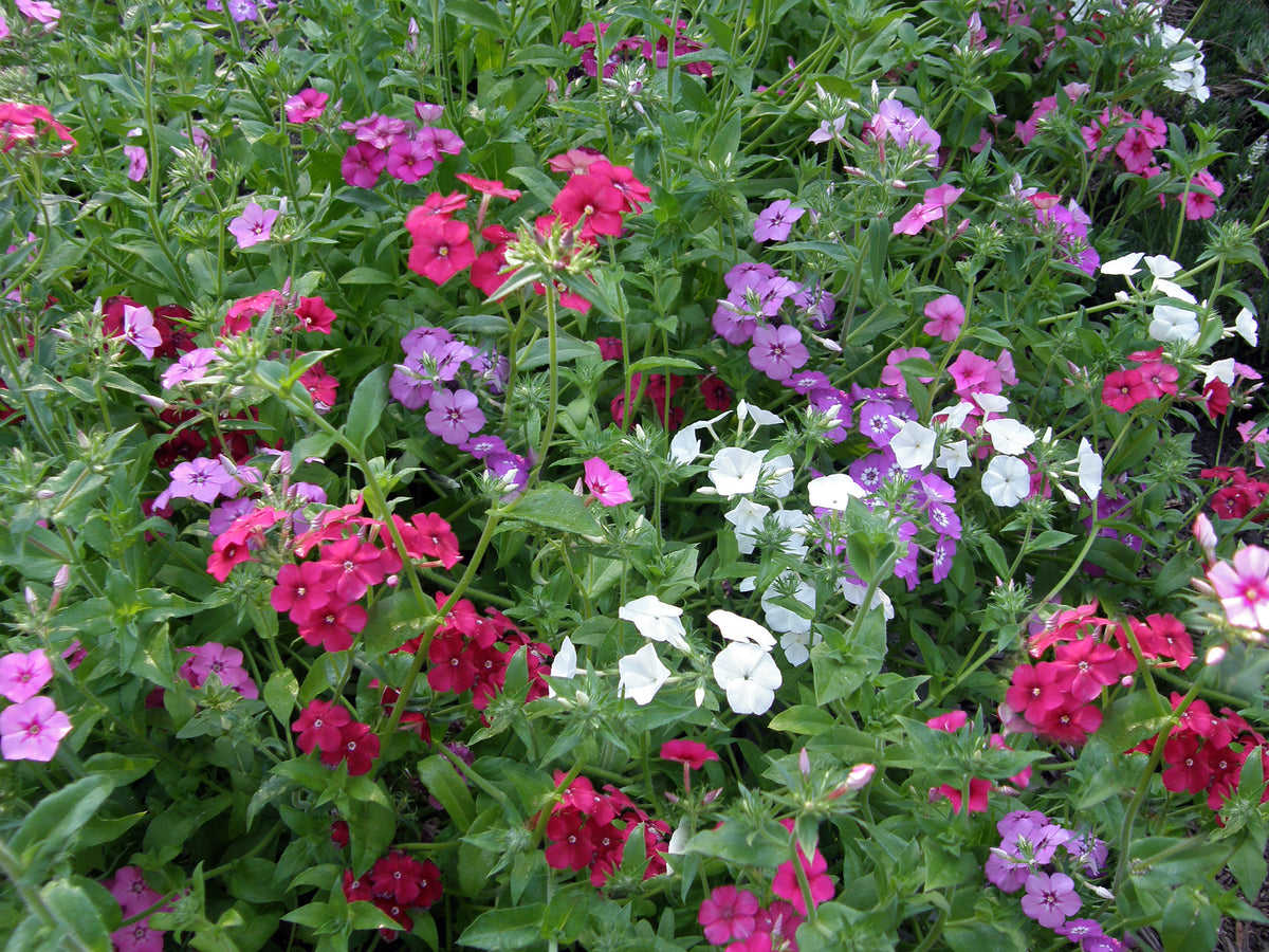 Butterfly Phlox - Dutch Tapestry