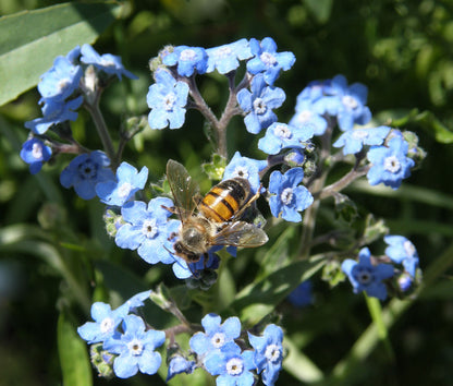 Scatter Gardens - Flower Power For Nature's Pollinators