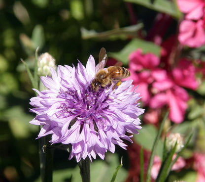 Scatter Gardens - Flower Power For Nature's Pollinators