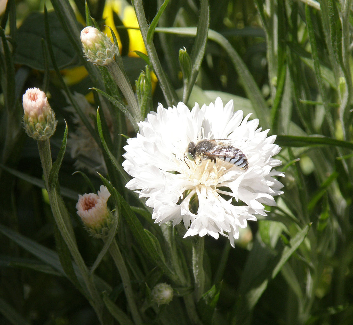 Scatter Gardens - Flower Power For Nature's Pollinators