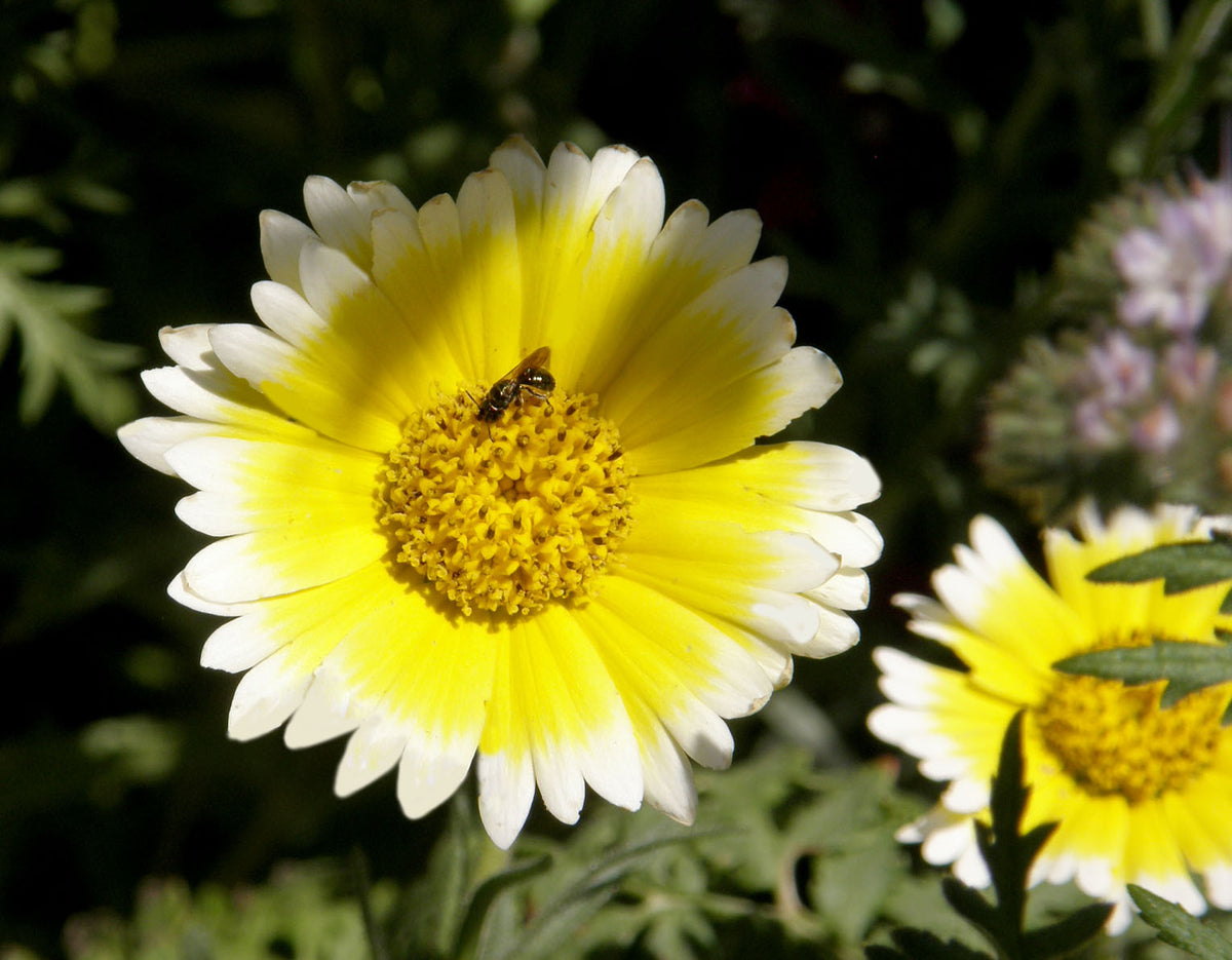 Scatter Gardens - Flower Power For Nature's Pollinators